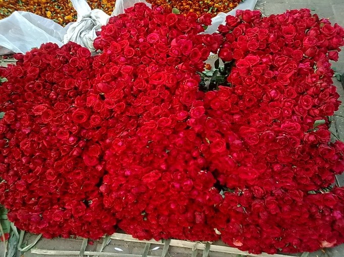 Roses all Round in Taiwan 